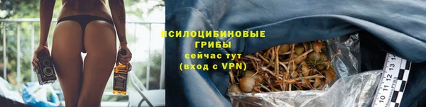 прущие грибы Белокуриха